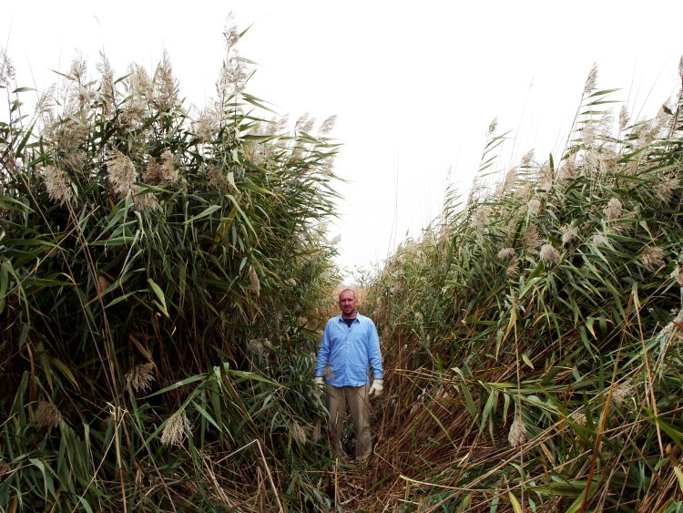 Photo 1. Phragmites mature plants in flower. Photo by Michigan Dept. of Natural Resources