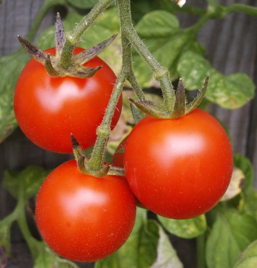 Tomatoes on the vine