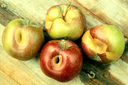  Fruit drop or remain on the tree and develop corky scars. 