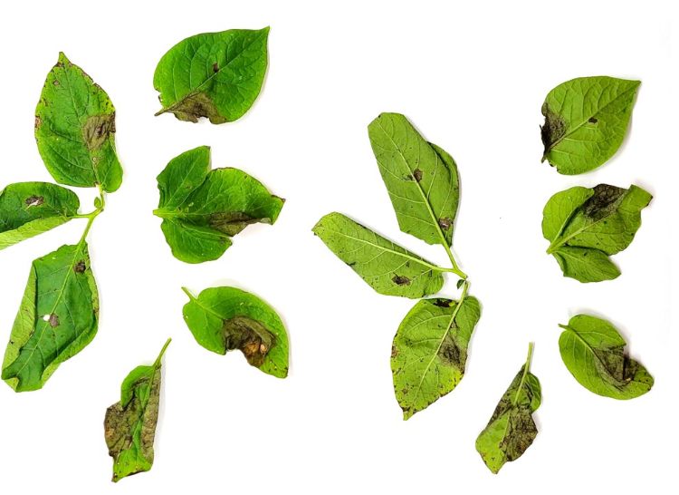 Michigan potato late blight detected on September 6 and 7, 2022