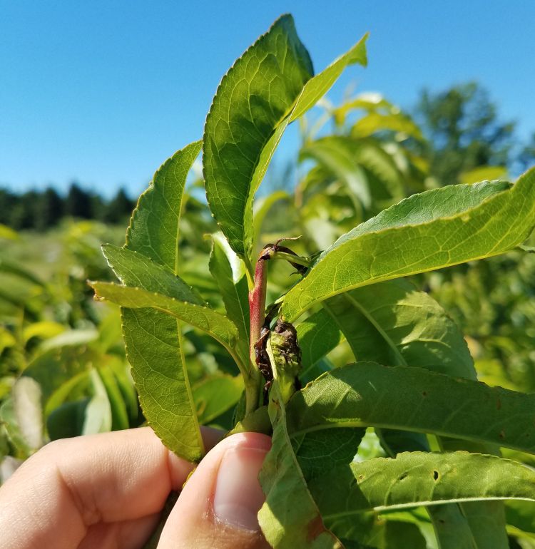 Oriental fruit moth damage to peach shoot. Photo by Dave Jones, MSU Extension.