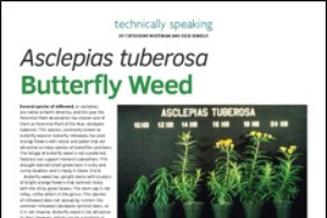 Asclepias tuberosa - Butterfly weed