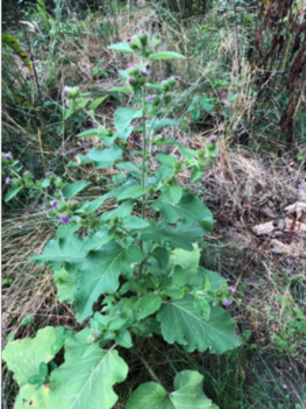 Image of Common burdock plant