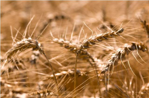 MSU researchers want to know why wheat allergies are on the rise, develop new control methods