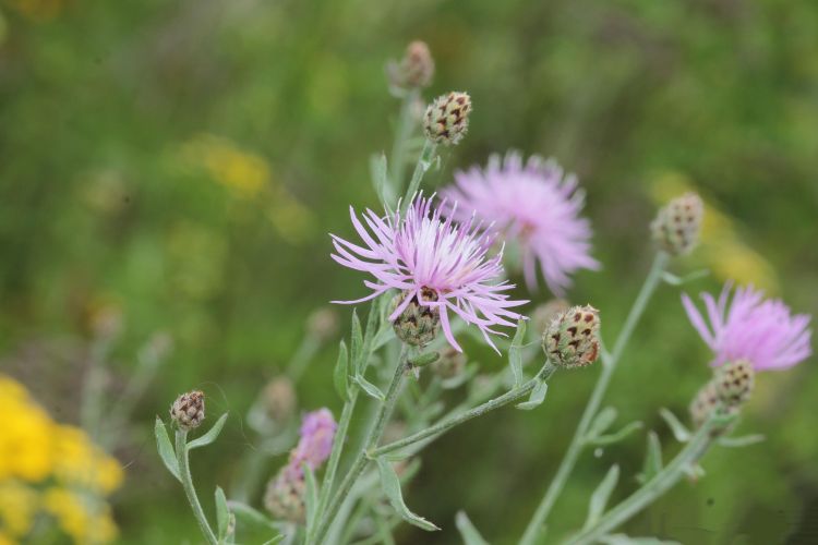 Spotted knapweed (Centaurea stoebe) releases a chemical through its roots that is toxic to other plants, allowing it to be a widespread invasive problem in Michigan. Photo by Rob Routledge, Sault College, Bugwood.org.