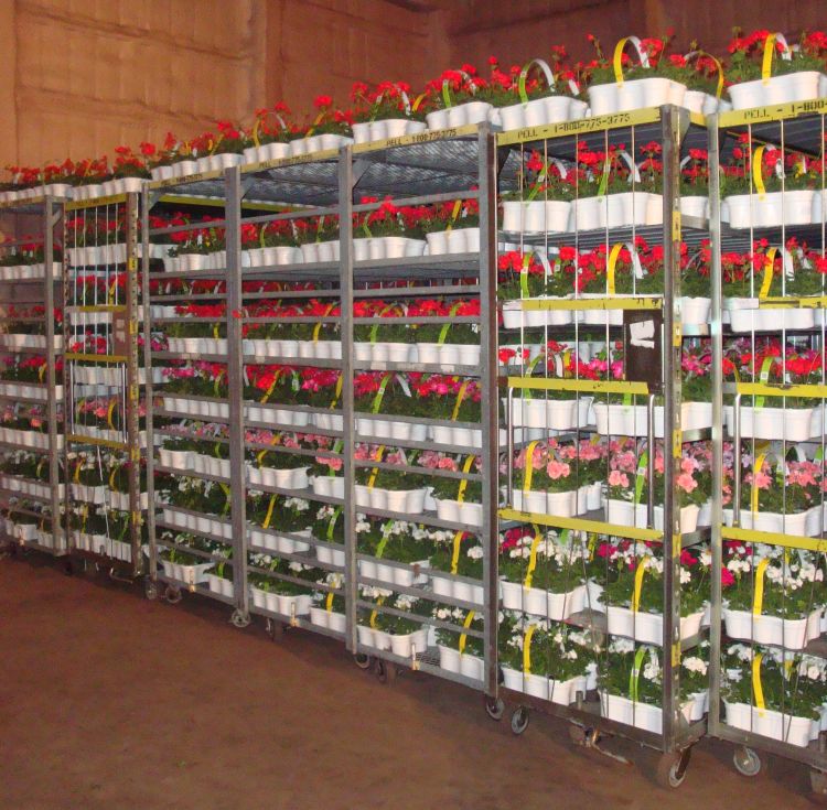 Bedding plants can be held at low temperatures when shipping is delayed. When being held, plants should receive light unless stored at quite low temperatures (40-45 F). Photo credit: Erik Runkle, MSU
