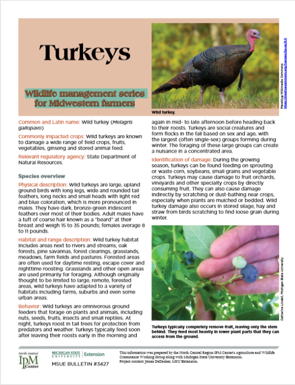 Photo of first page of Turkeys article.