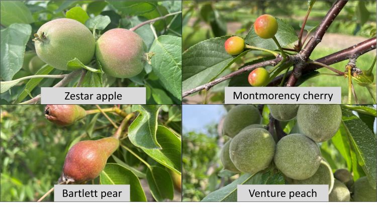 San Jose Scale crawler emergence beginning in Michigan tree fruit - Fruit  Growers News