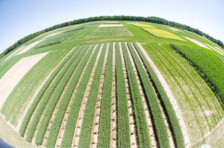 Field at W.K. Kellogg Biological Station