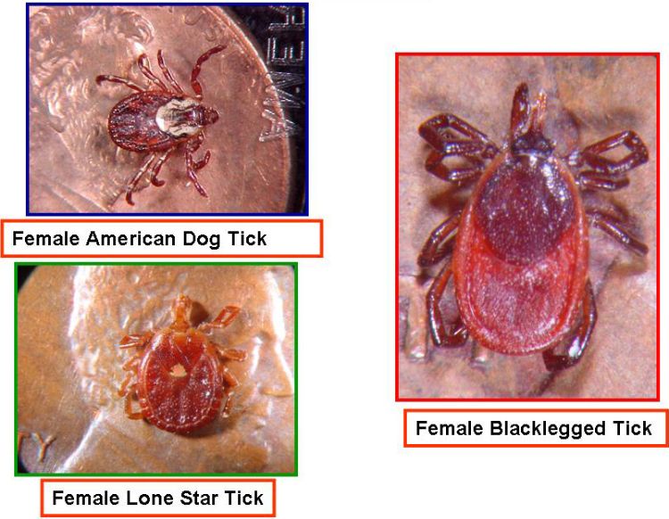 Common ticks found in Michigan are the dog tick, lone star tick and blacklegged tick. Photo: MSU Diagnostic Services.