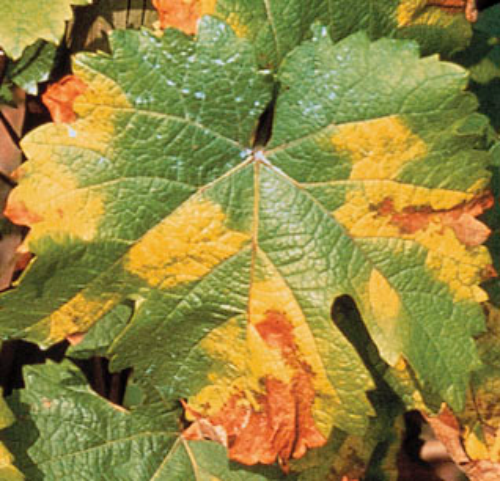 Leaf lesions.