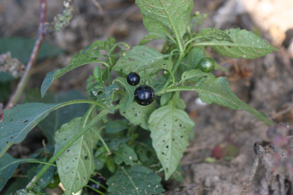 eastern black nightshade