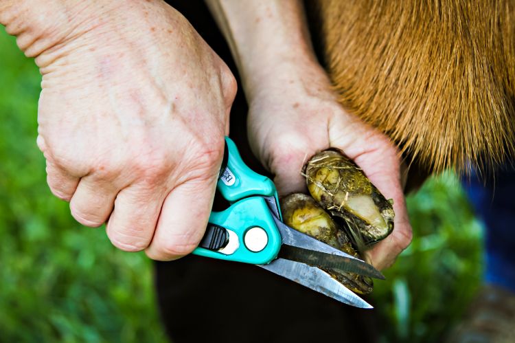 Proper hoof care will reduce the risk of your goat being infected with contagious foot rot. Photo: Kyle Spradley, MU College of Agriculture, Food & Natural Resources, Flickr Creative Commons