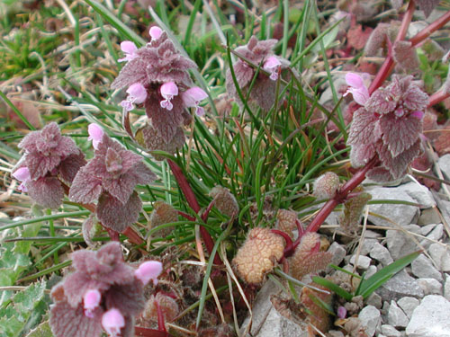 Purple Deadnettle1.jpg