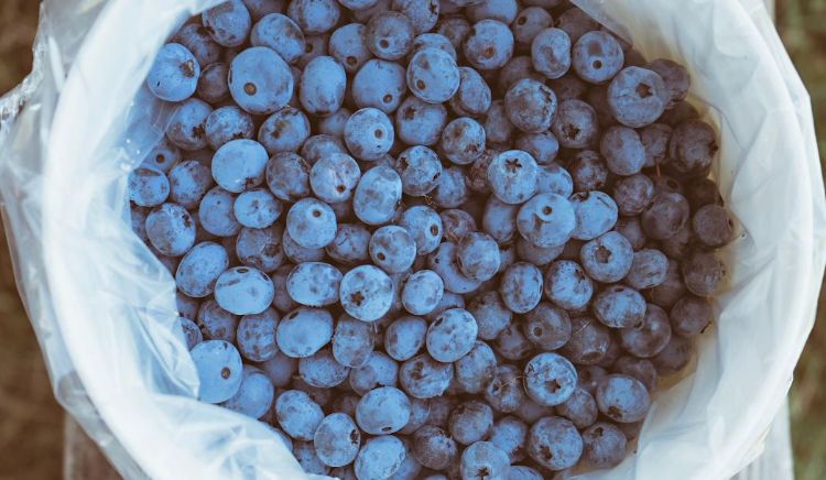 Blueberries