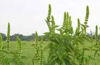 Yellow giant hyssop