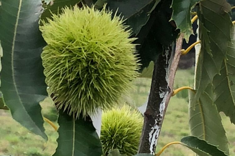 Michigan chestnut