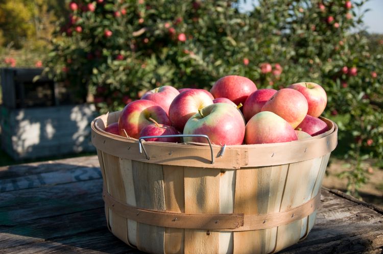 Apples in a basket. Photo courtesy of Michigan Apple Committee.