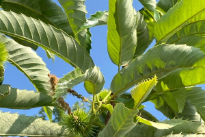 Michigan chestnut crop report for the week of July 26, 2021