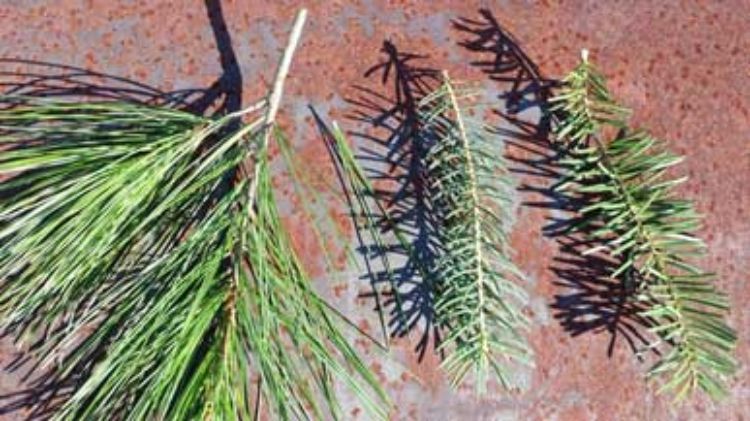 White pine, left, with five needle fascicle removed next to it; white spruce, center; balsam fir, right. Michael Schira | MSU Extension