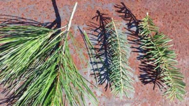 How to properly identify common conifer trees - MSU Extension