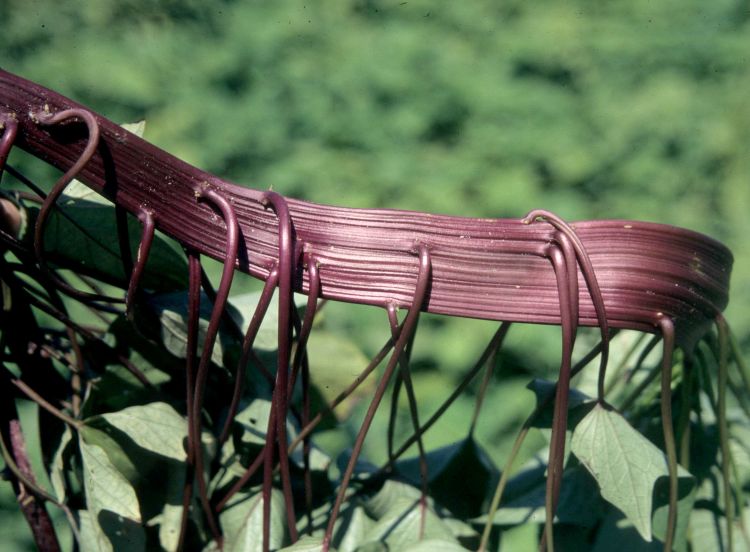 A ribbon of fasciated stems. Photo by Gerald Holmes, California Polytechnic State University at San Luis Obispo, Bugwood.org