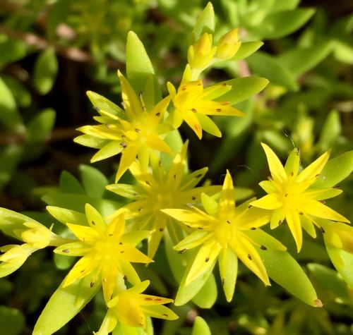 Sedum flowering. All photos: Kevin Frank, MSU.