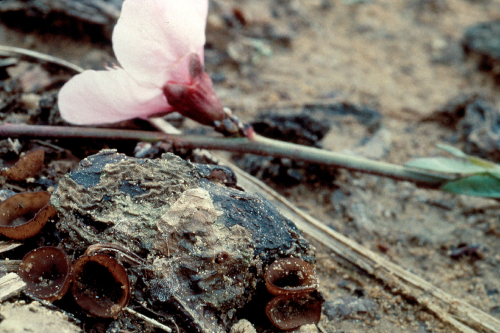 Mushroom-like apothecia form from mummies that fall to the ground.