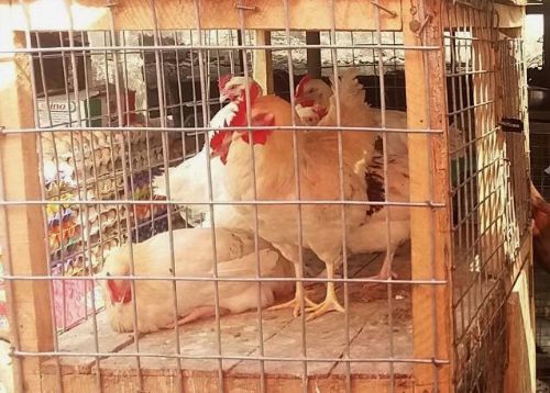 Poultry farm in Nigeria