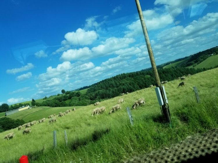 Field in France with animals.