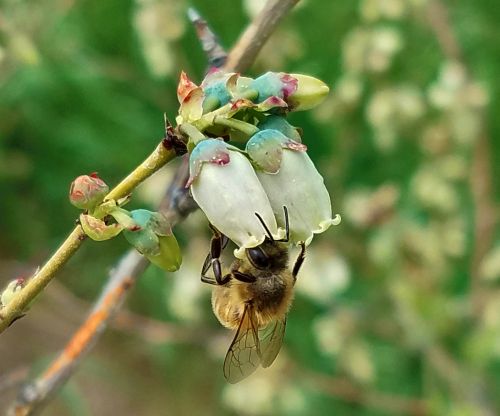 Bee on blueberry