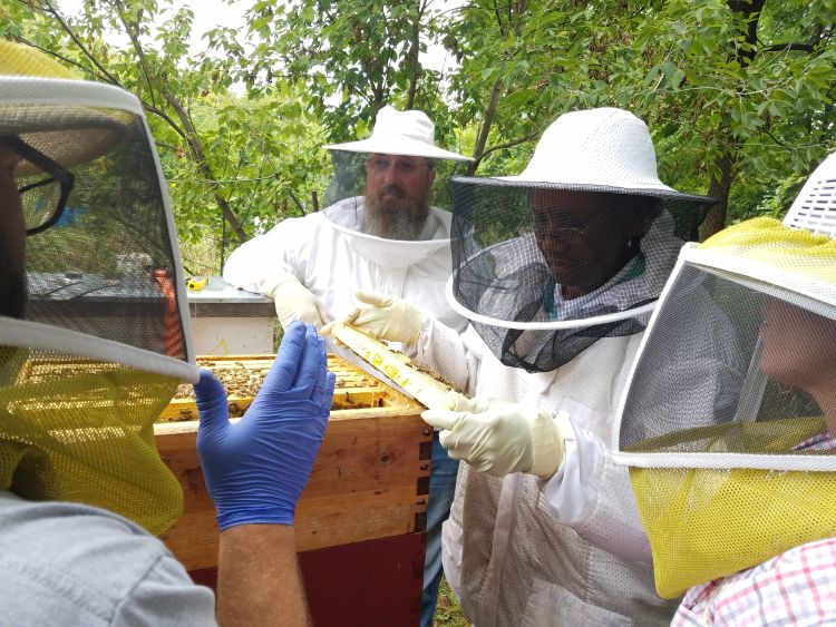 Heroes to Hives trains veterans on best practices for honeybee health and minimizing loss to sustain bees.