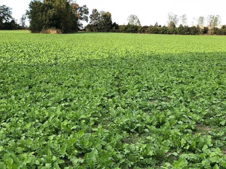 A field of cover crops