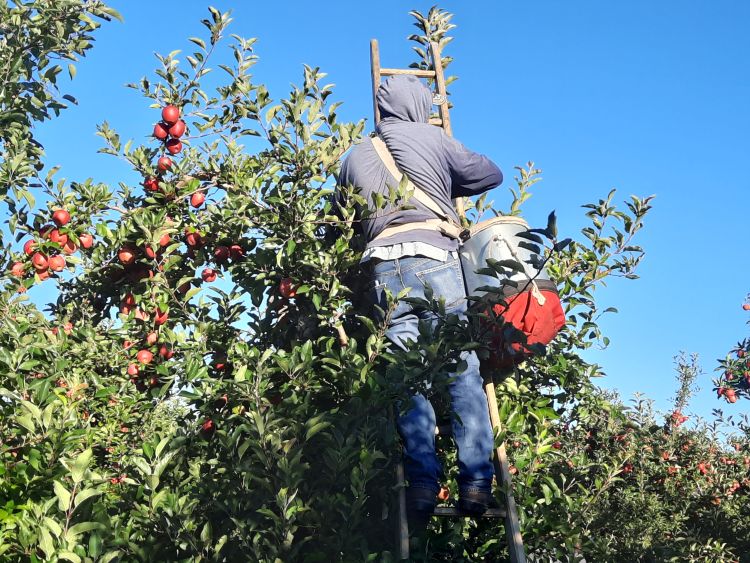 person on ladder picking apples from a tree