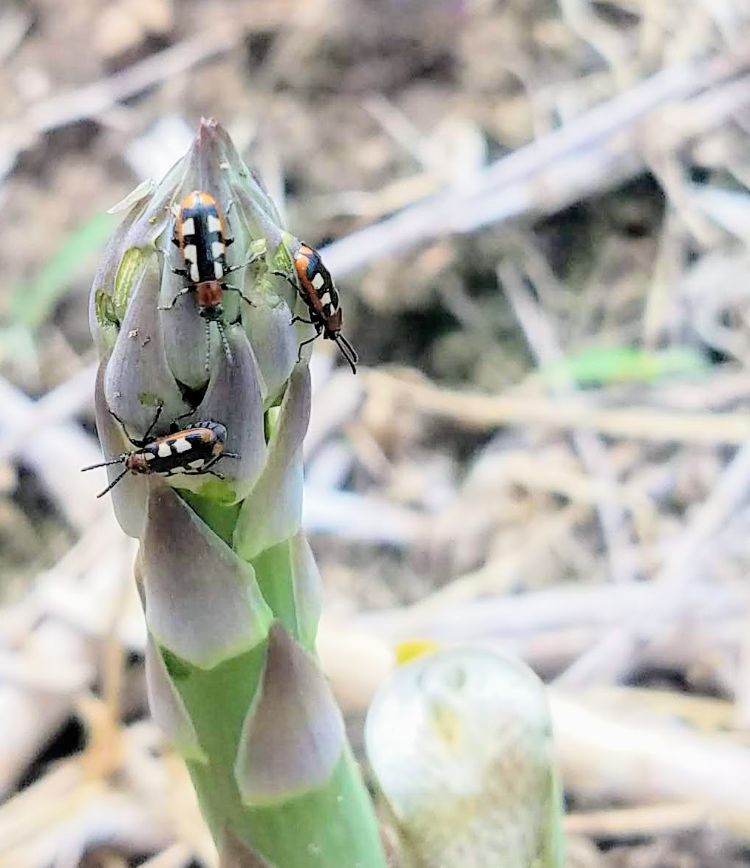 Common asparagus beetle