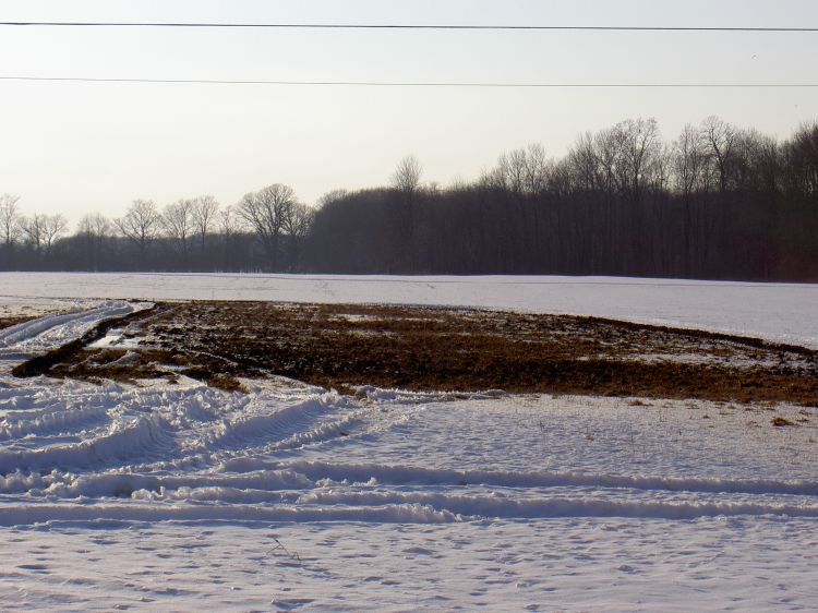 manure in a field