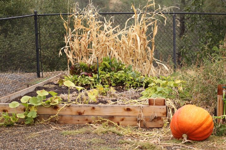 Preparing Your Garden This Fall For Next Year S Bounty Gardening