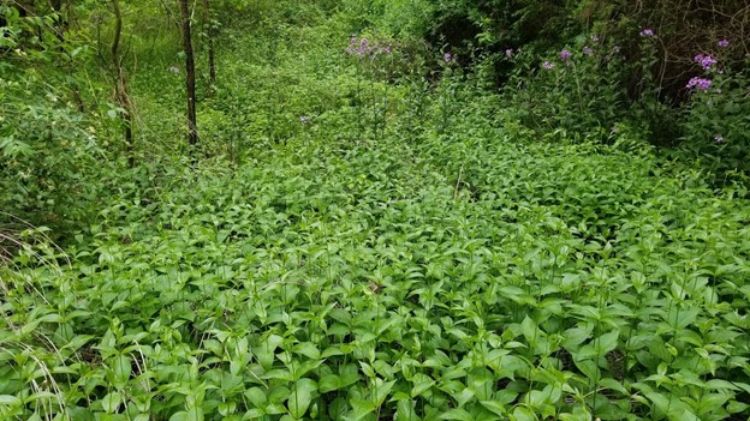 A pale swallow-wort infestation