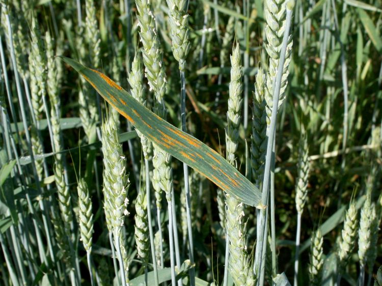 Wheat stripe rust symptoms. All photos: Dennis Pennington, MSU.
