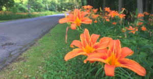 Drive-by botany: Orange daylily and white sweet-clover