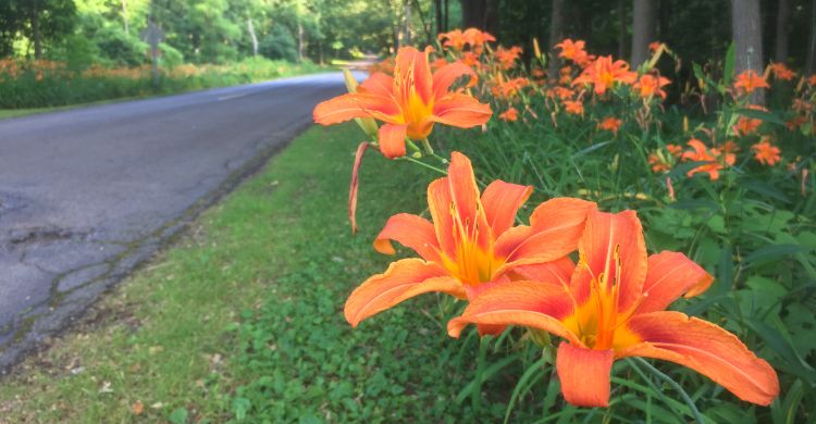Drive by botany Orange daylily and white sweet clover Gardening
