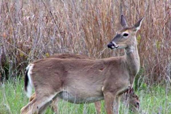 Hunting Female Deer A Better Population Management Strategy - Field Crops