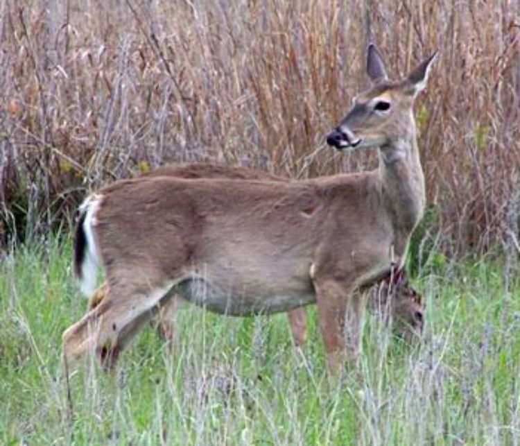 A female white-tailed deer