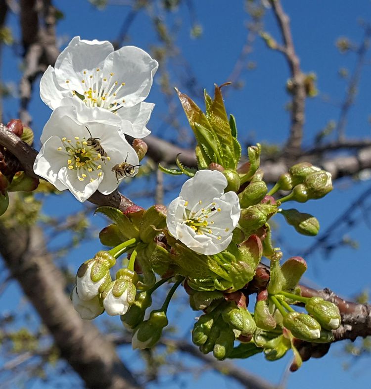 Bees resting in a sweet cherry flowers. All photos courtesy of Mark Longstroth, MSU Extension.