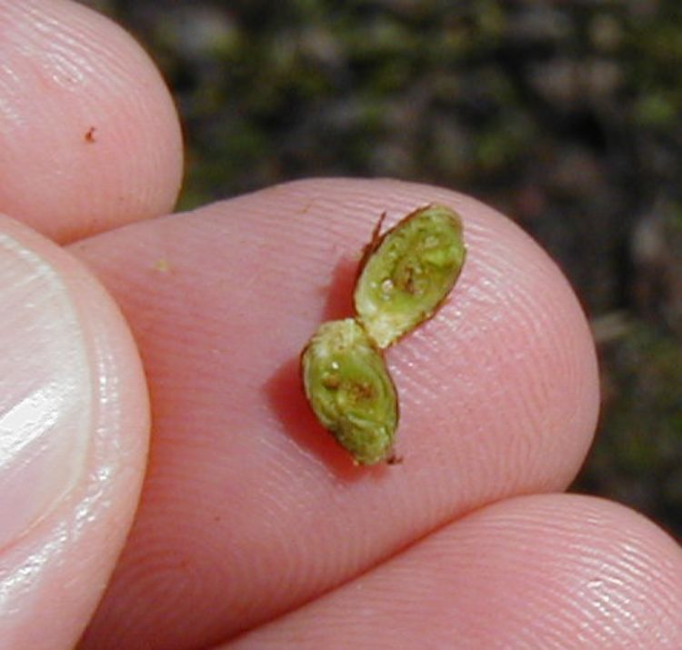 Cut tart cherry flower bud.