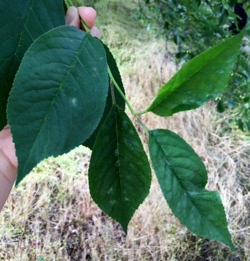 Photo 1. Powdery mildew on tart cherry.