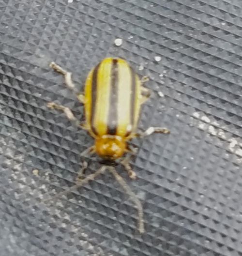 Striped cucumber beetle