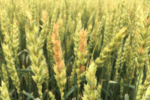Best practices for head scab in wheat covered in May 20 Field Crops Virtual Breakfast