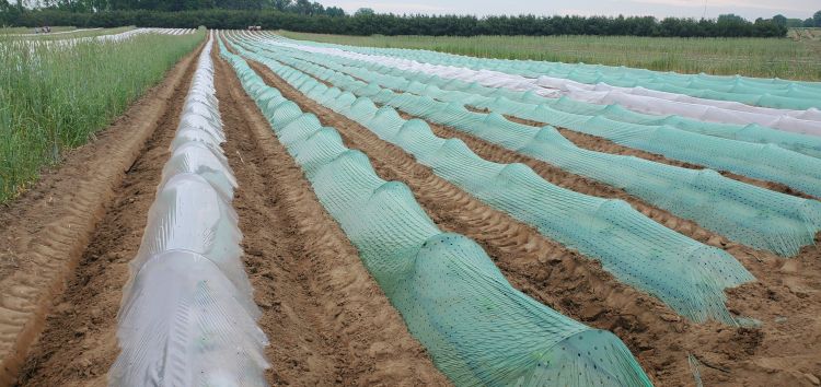 Low tunnels in field.