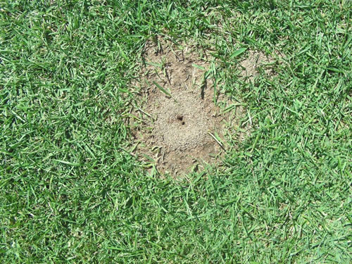 Ants top in lawn
